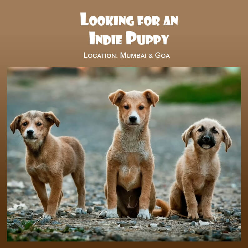 We are looking for an indie puppy